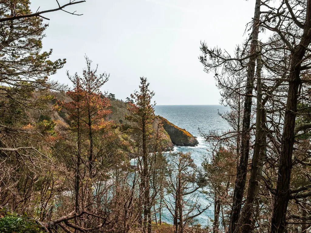 Looking through the gaps in the trees too a cliffside ahead as it meats the sea on the coastal walk from Kingswear to Brixham.