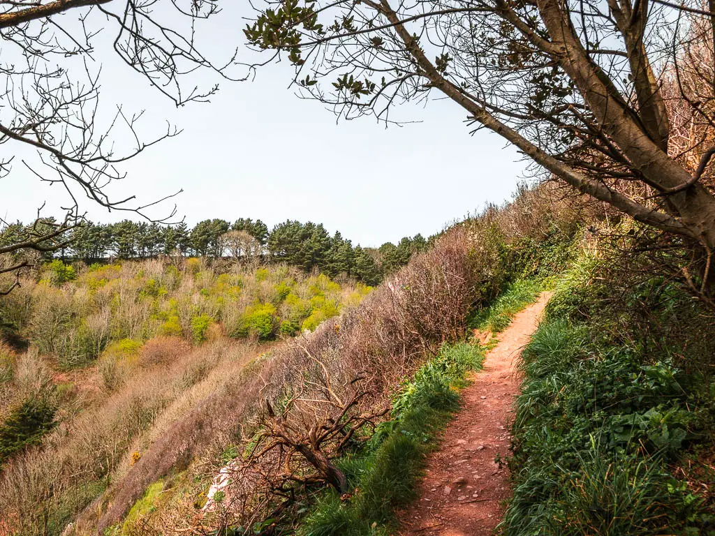 A narrow dirt trail leading uphill to the right with a drop into the tree valley to the left.