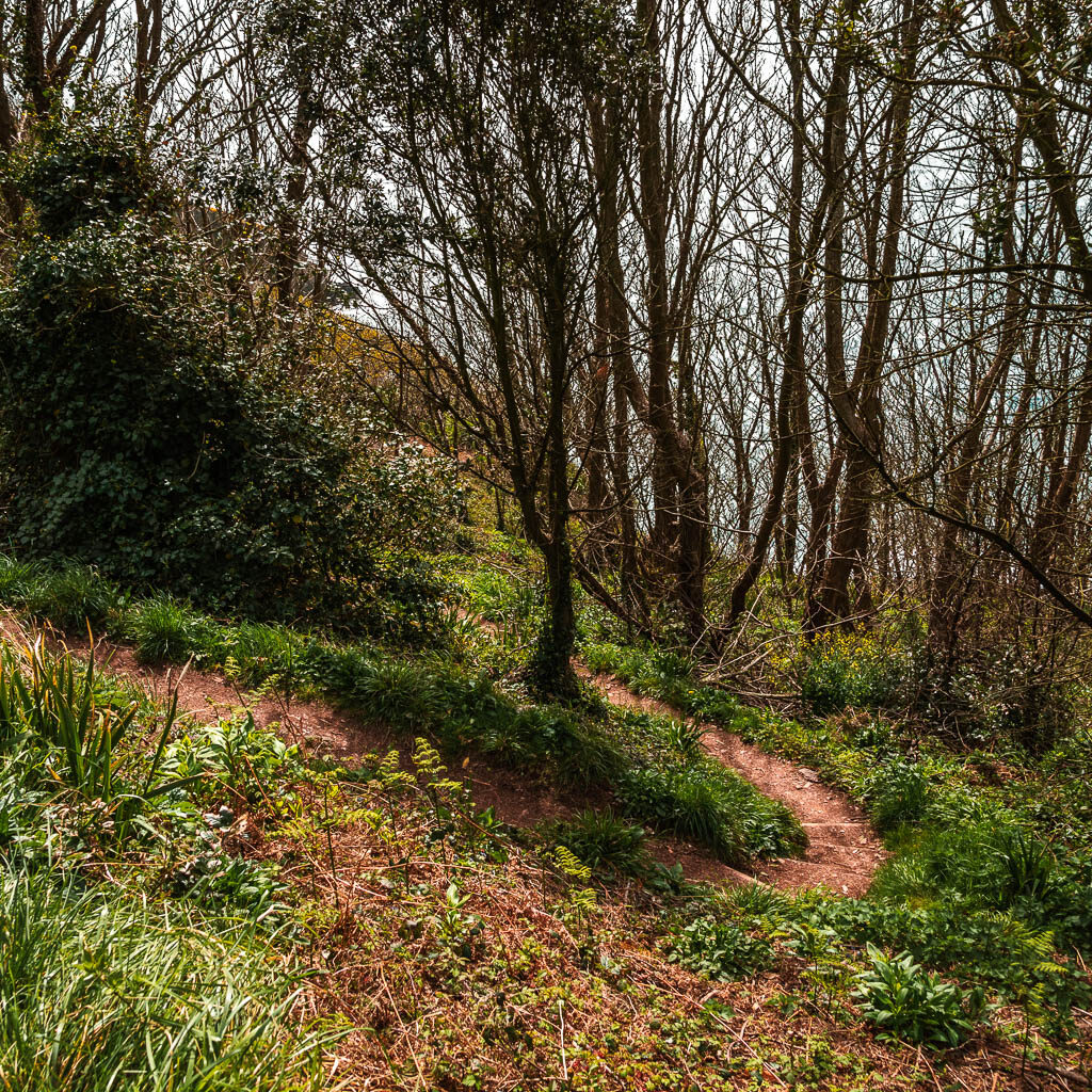 A trail just visible winding downhill in the woodland