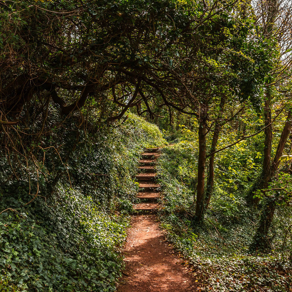 A dirt trail leading to some uphill steps, surrounded by greenery and trees.