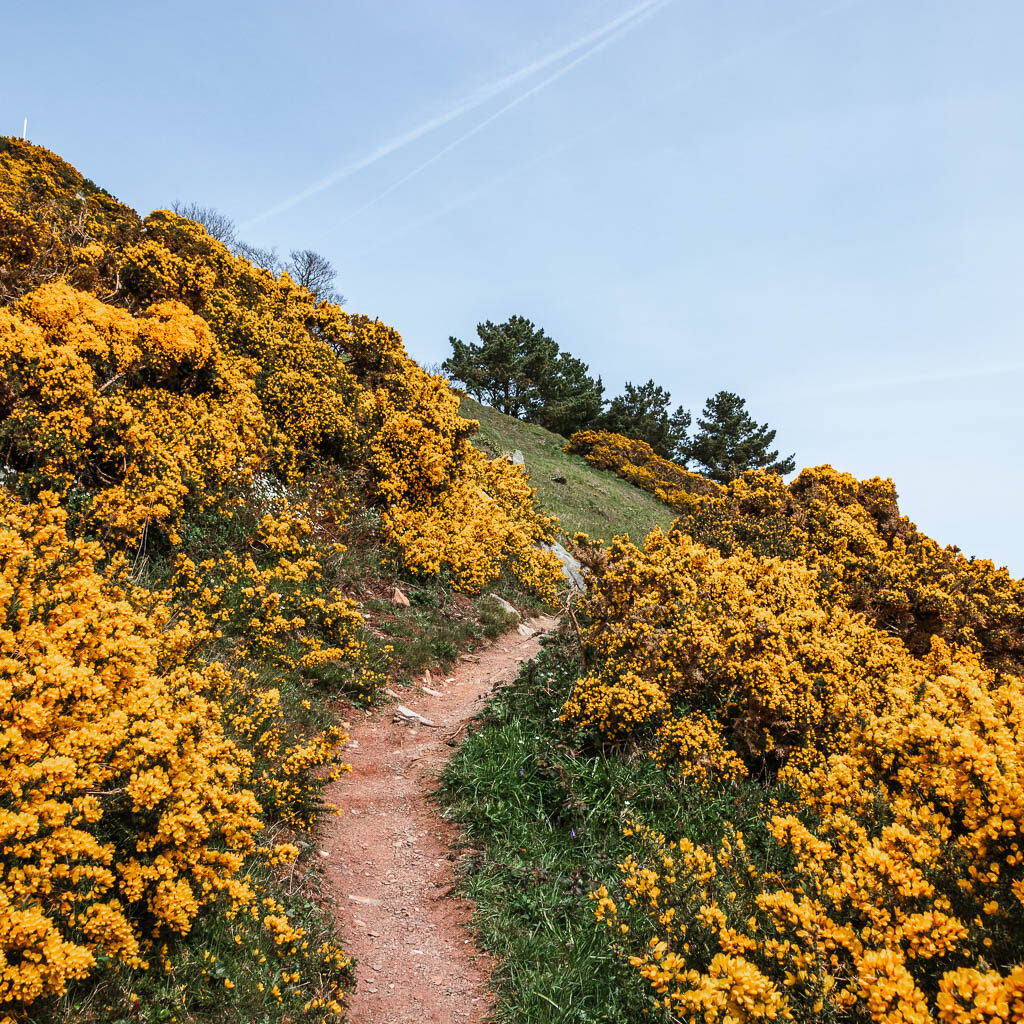 A trail running along the side of the hill covered in yellow bush flowers