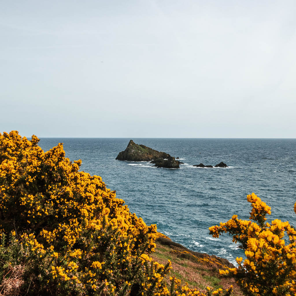 Looking past the yellow bush flowers to the sea and a sea rock on the coastal walk from Kingswear to Brixham.