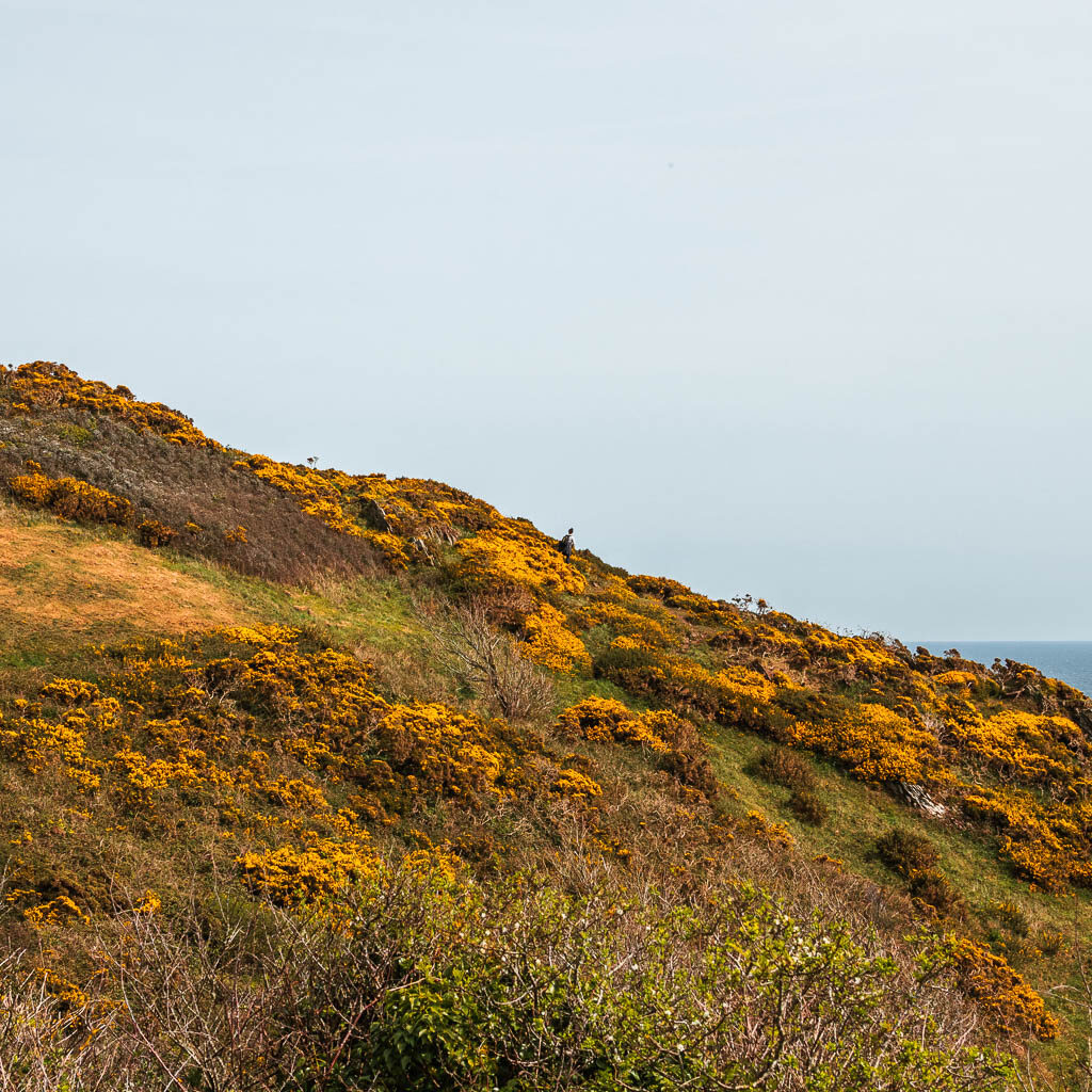 A hill sloping down to the right, covered in yellow bush flowers. There is a person just about visible in the distance on the hill.