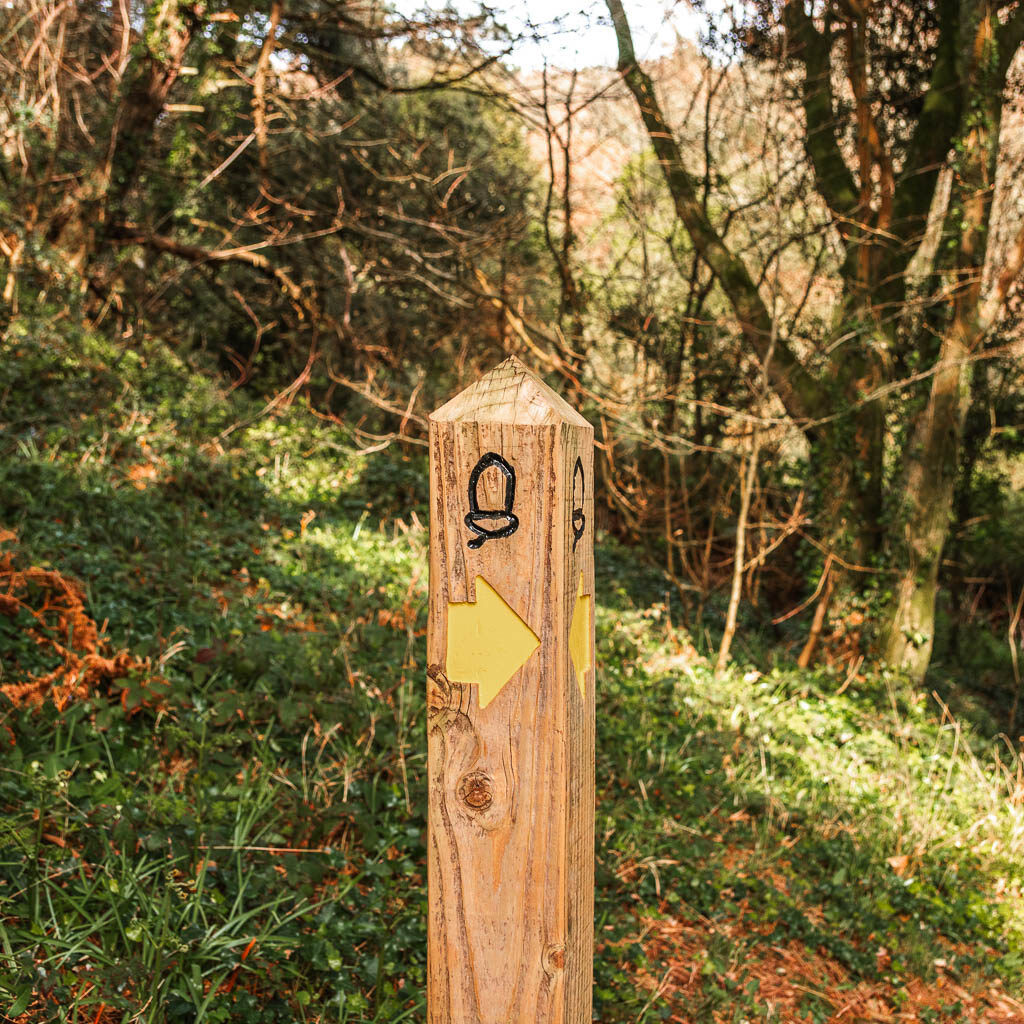 A wooden trail signpost in the woods, with a yellow arrow pointing right.