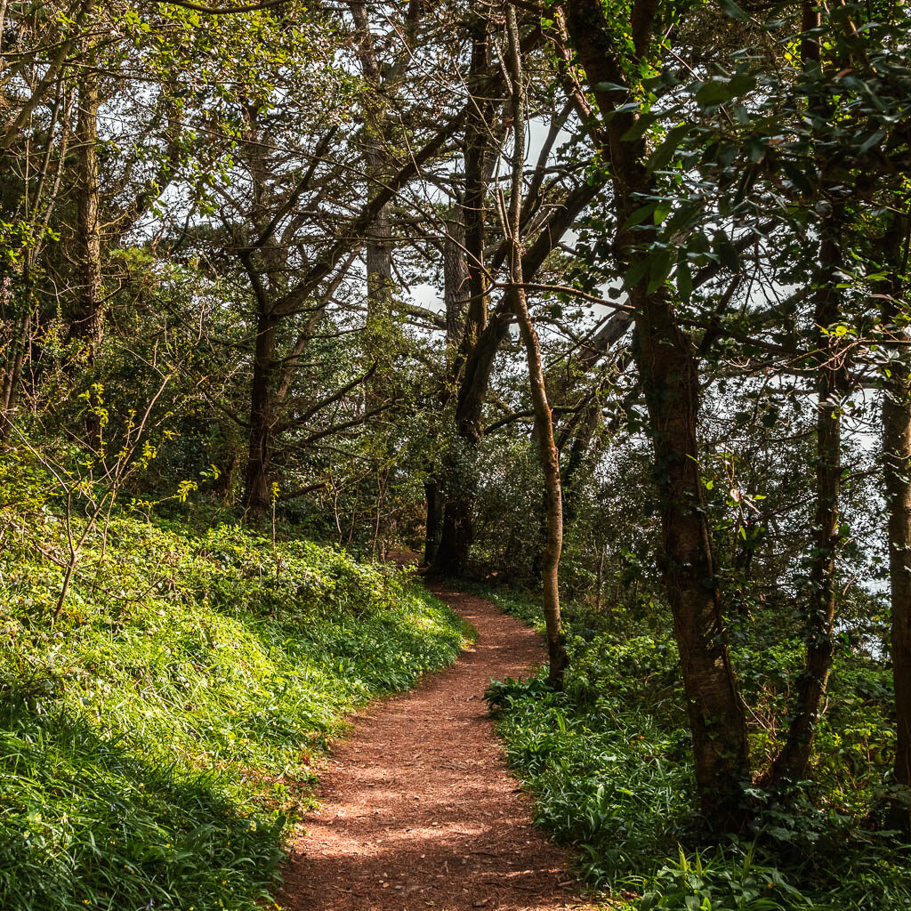 A brown coloured trail running through the woodland trees, with a grass back on the left of the trail.