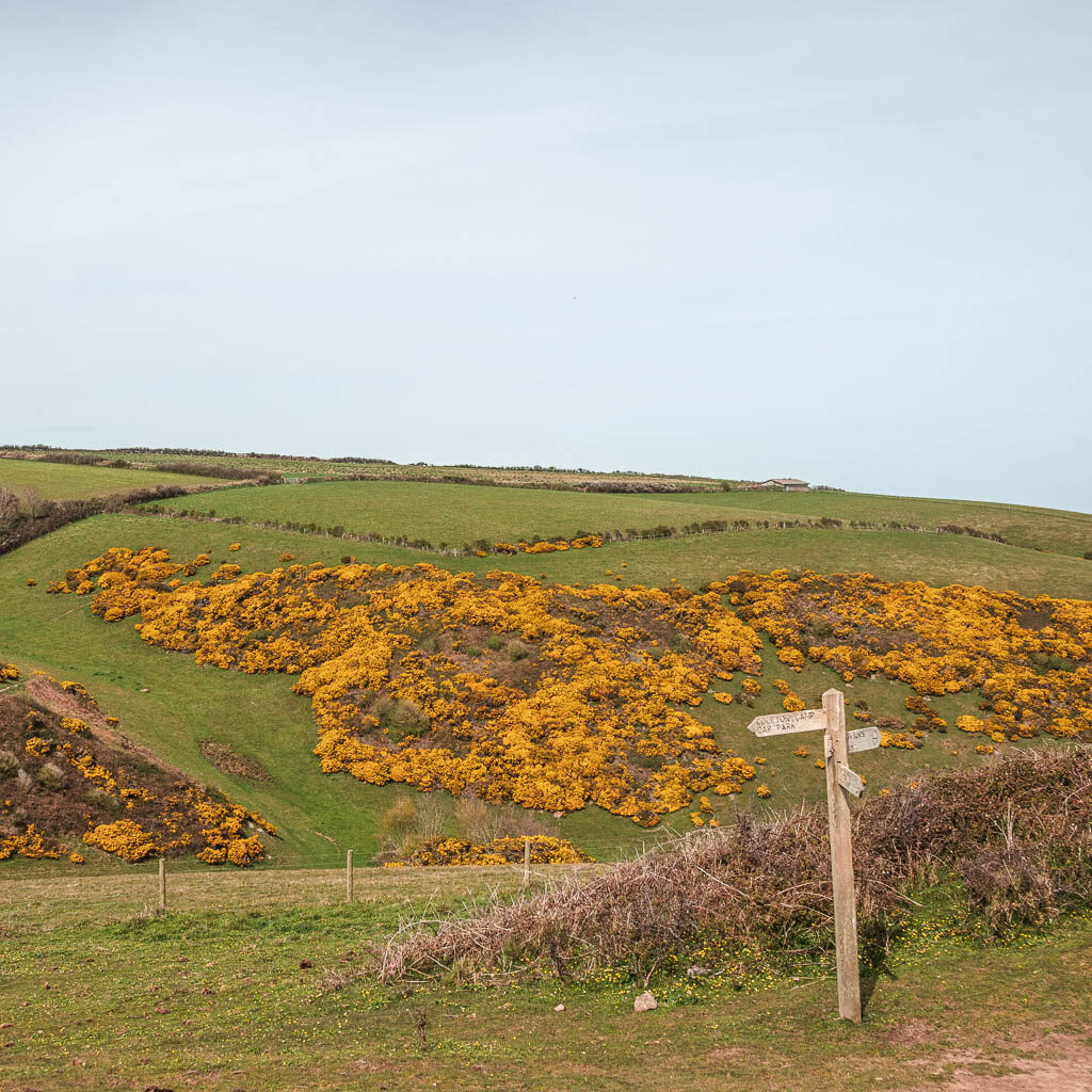 A wooden trail signpost with a hill covered in yellow gorse behind 