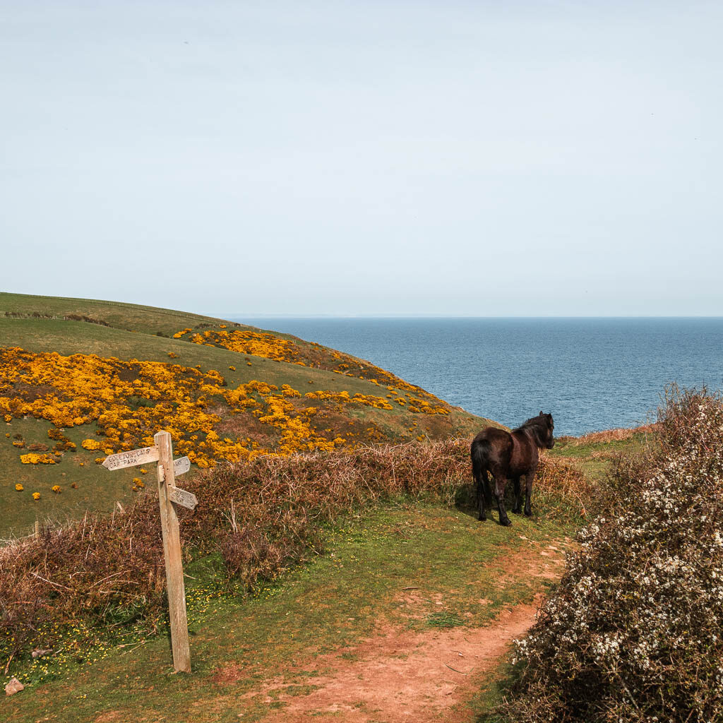 A trail signpost on the left, with a hill behind and a dark brown pony to the right.