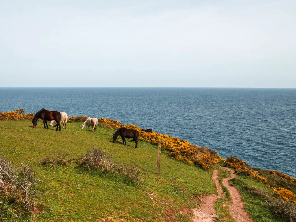 A trail leading downhill on the right of the hill, with four ponies on the left along the coastal walk from Kingswear to Brixham. There are two white ponies and two dark brown ponies, and the blue sea is ahead.