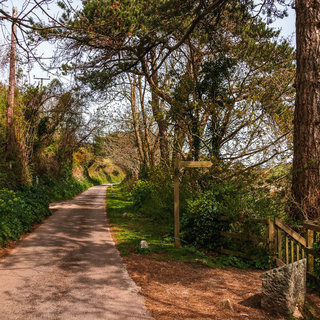 A road on the left with a hedge and bushes to the left of it and trees and bushes to the right.