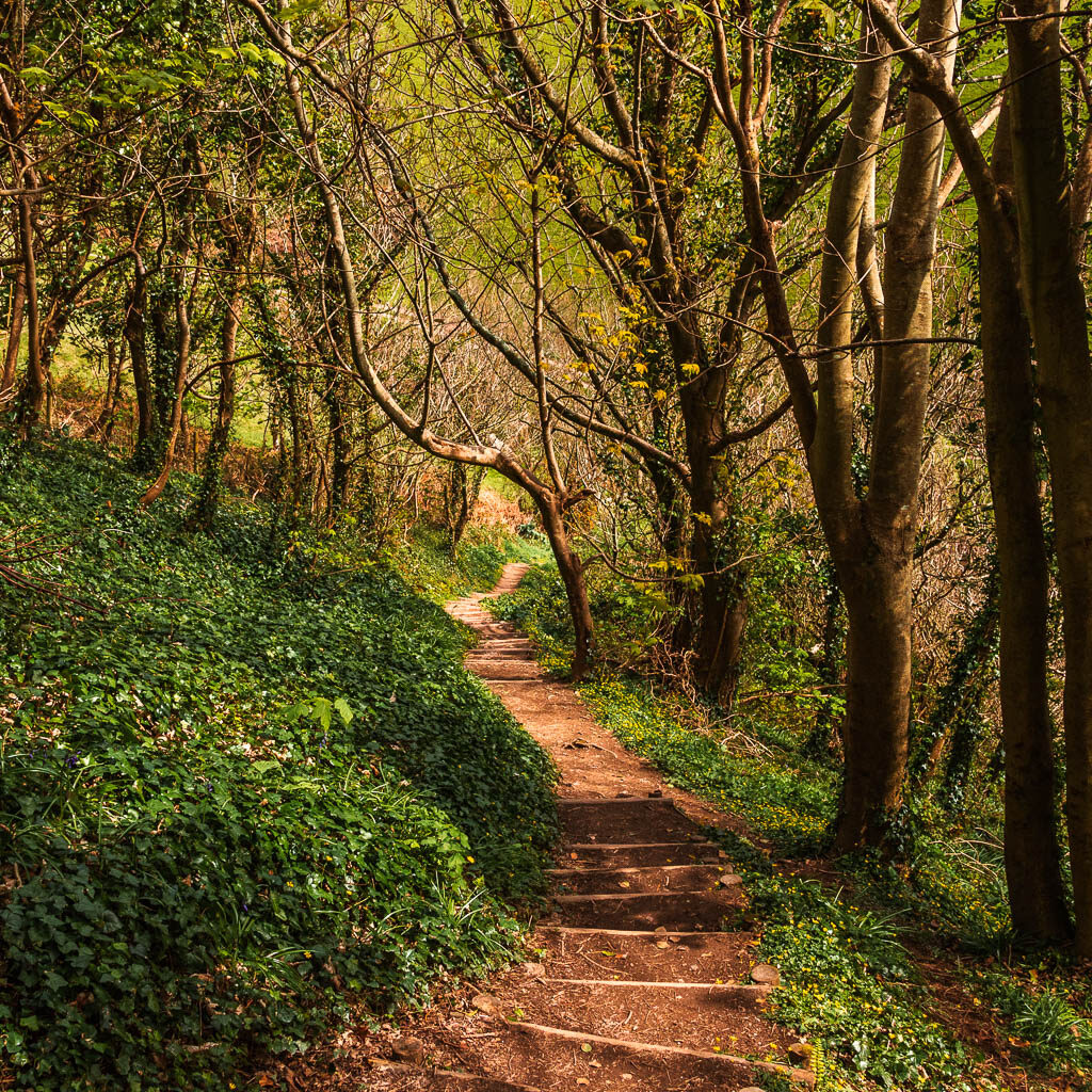 Steps leading downhill through the woodland.