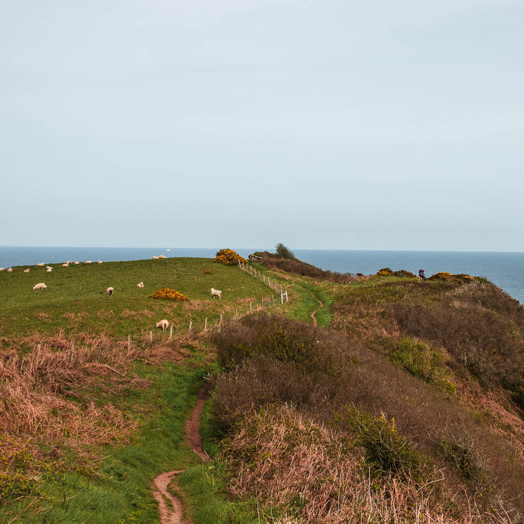 A narrow trail running through the grass clifftop, with a field of sheep up ahead.