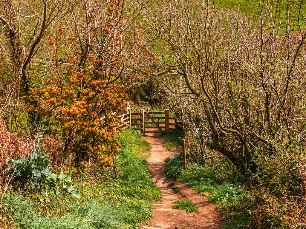 A dirt trail leading downhill towards a wooden gate, surround by bushes and leafless trees.