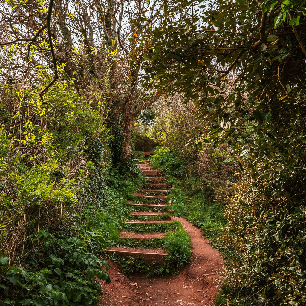 Steps leading uphill through the woodland.