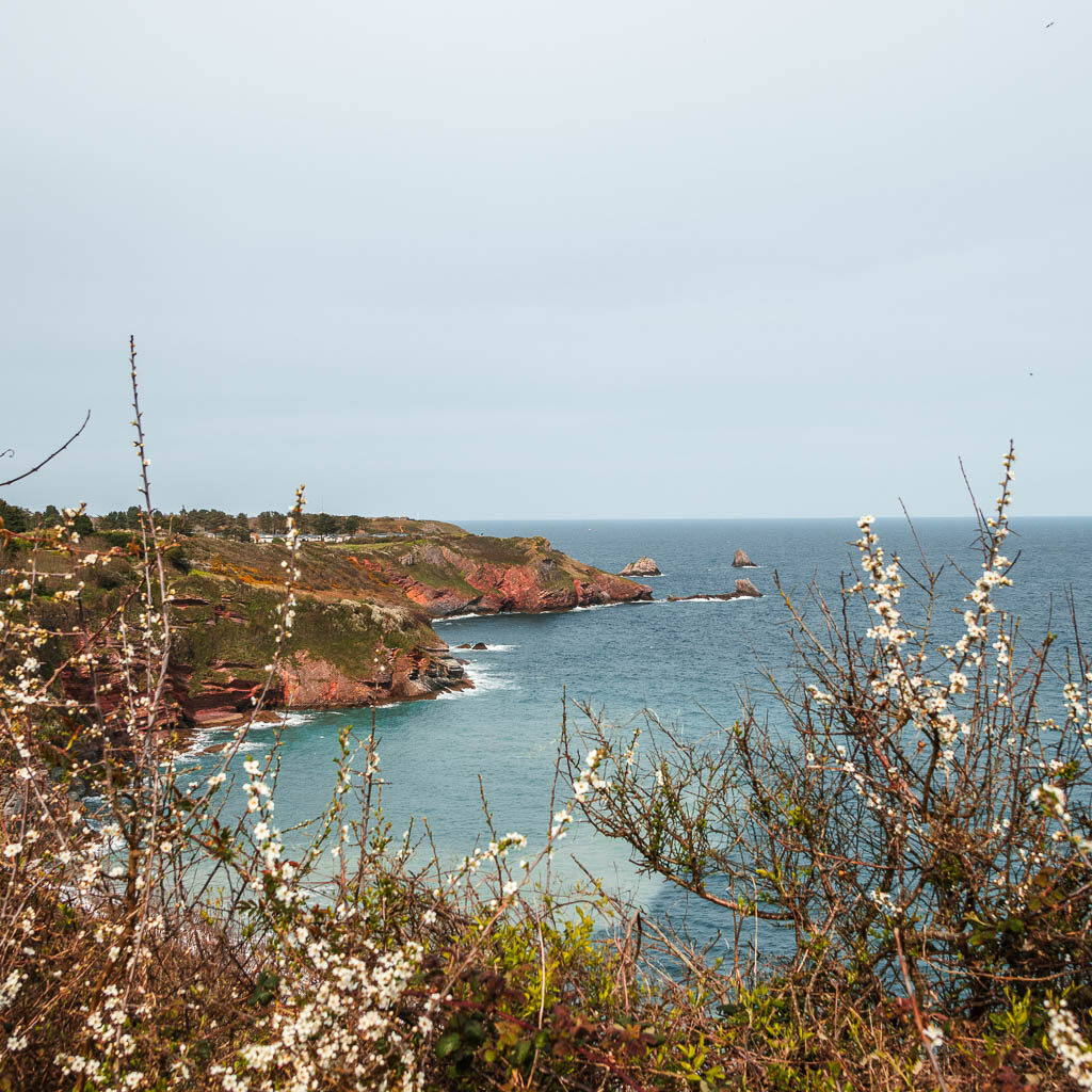 Looking above the white plants to the blue sea and cliff peninsular on the other side.