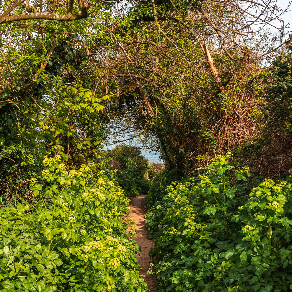 A narrow trail surround by hogweed.