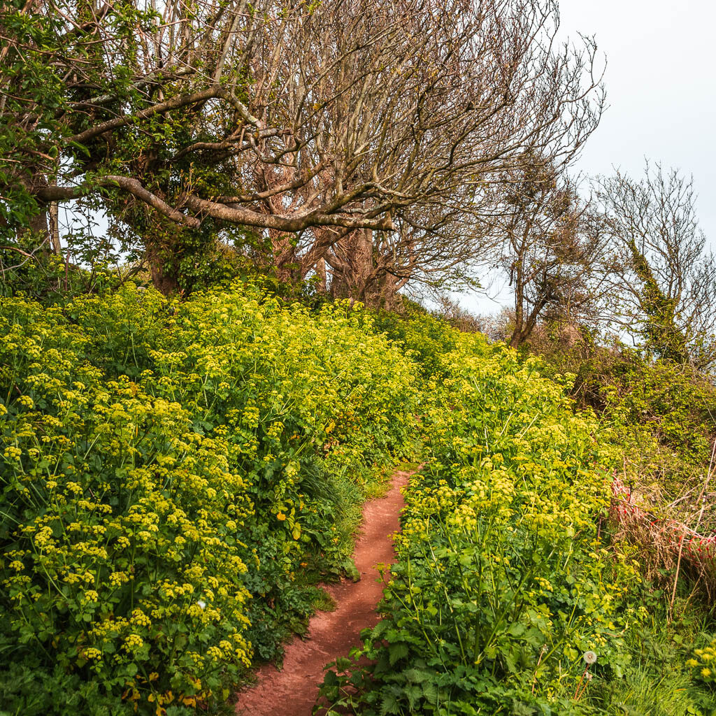 A narrow trail surrounded by hogweed.