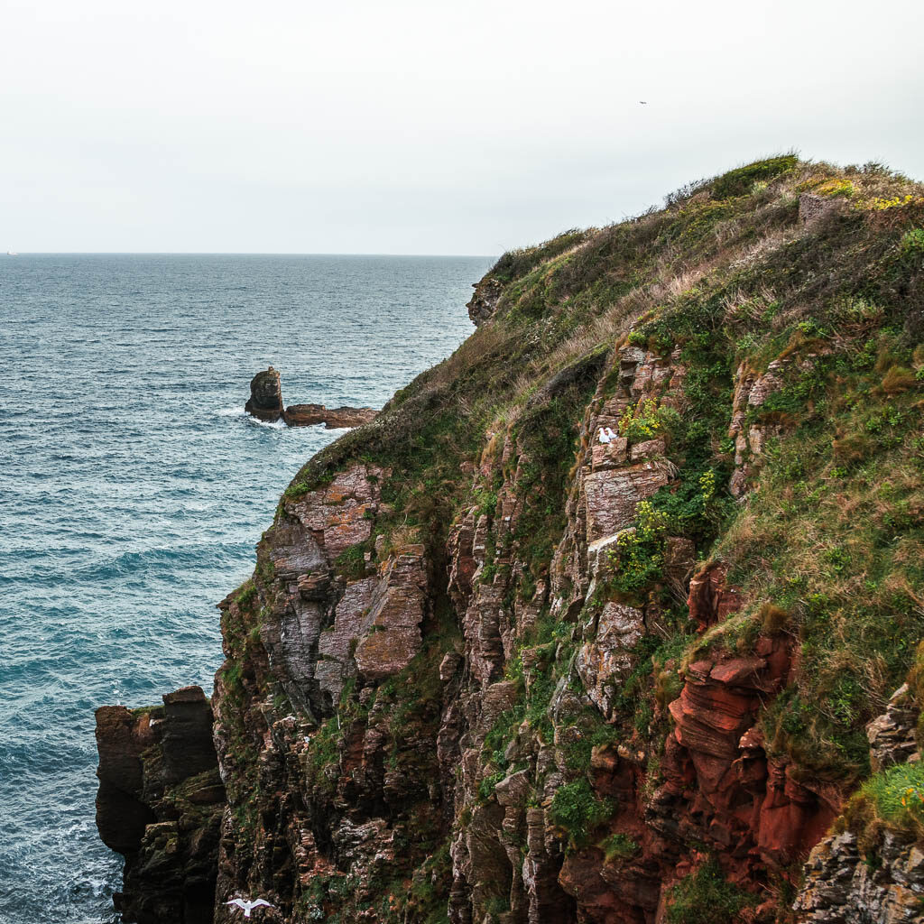 A rugged cliff face as it meets the blue sea near the end of the coastal walk from Kingswear to Brixham.