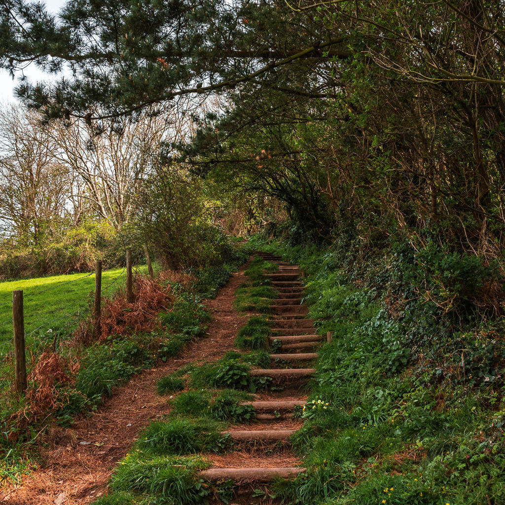 Steps leading uphill with a bit of a field visible to the left, and overhanging trees to the right.