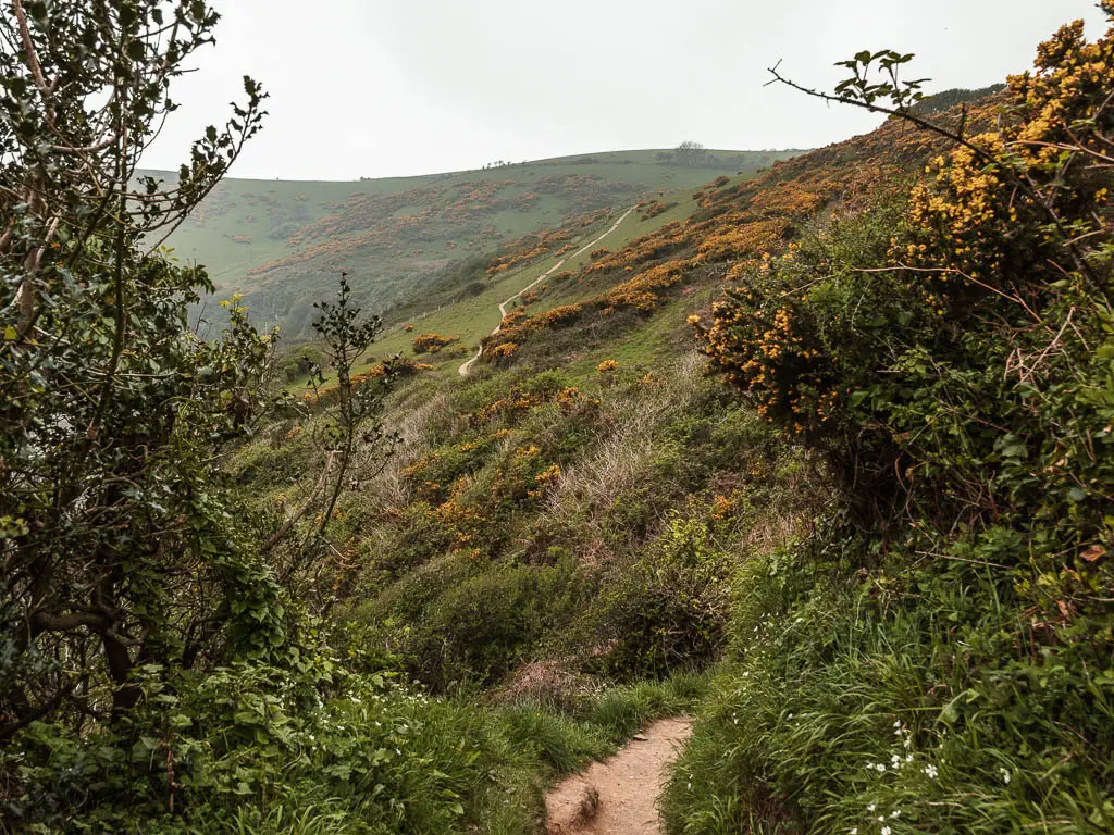 Looking through the bushes to the gorse covered hill in the distance. There is a slither of trail visible on the hill.