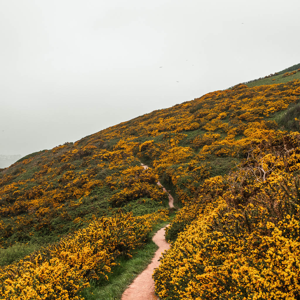 A trail running uphill, surrounded by yellow gorse.