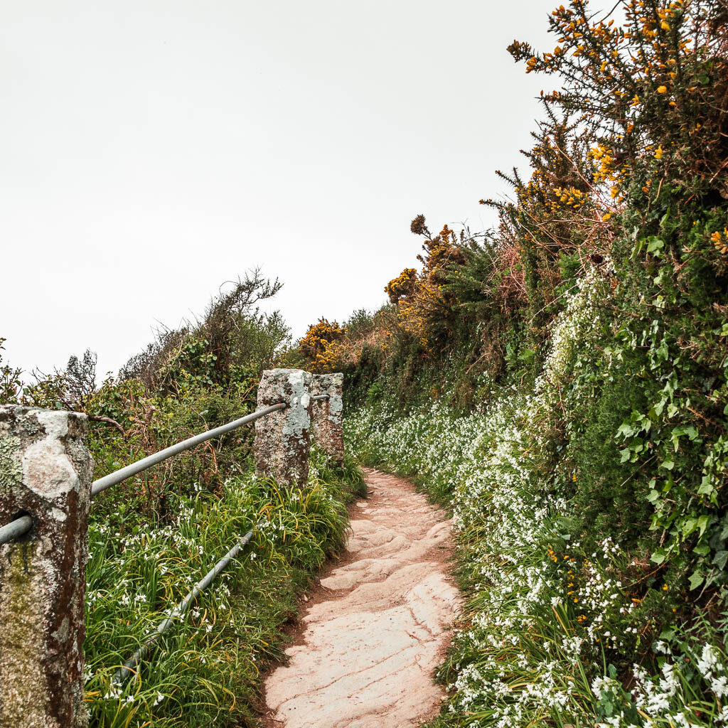 A trail made of rock slab, surrounded by white flowers on the walk from Looe to Polperro.