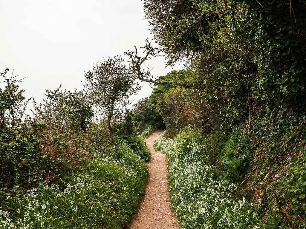 A narrow dirt path, lined with tall gras, white bells, and hedges near the end of the walk from Looe to Polperro.