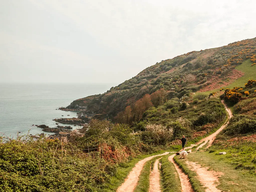 Parallel trails running down then uphill along the bush covered peninsular on the coastal walk from Looe to Polperro. There is a person with his dog on the trail.