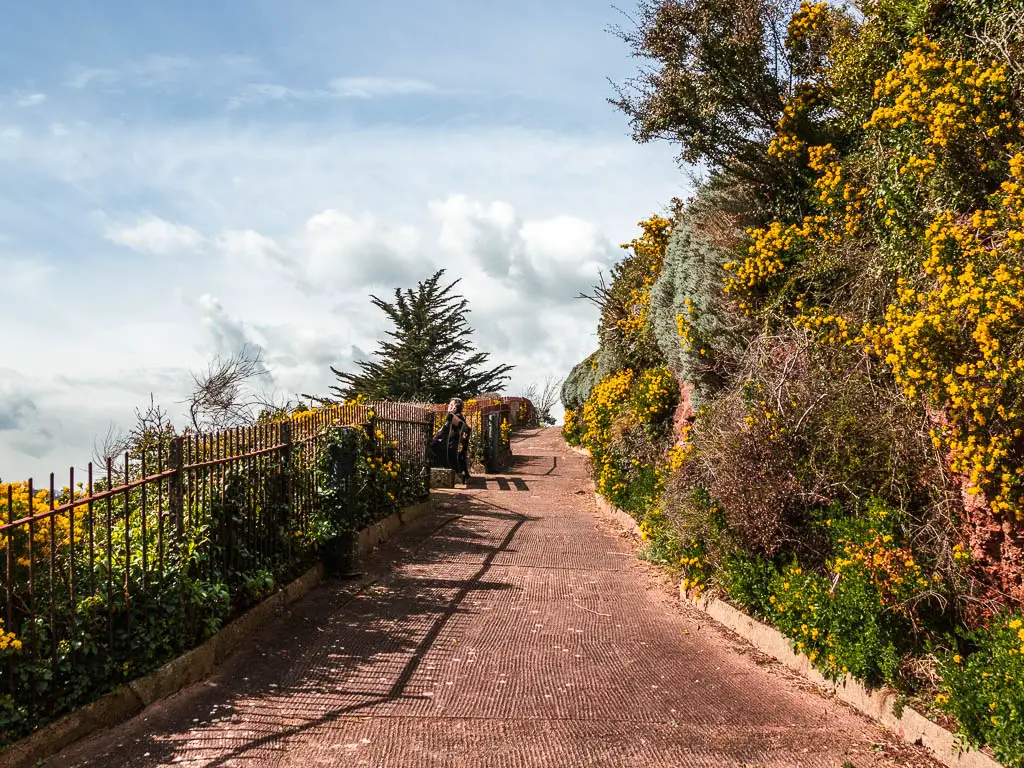 A path leading uphill with a wall of bushes and flower on the right side on the walk to Paignton from Brixham. There is black railings on the left.