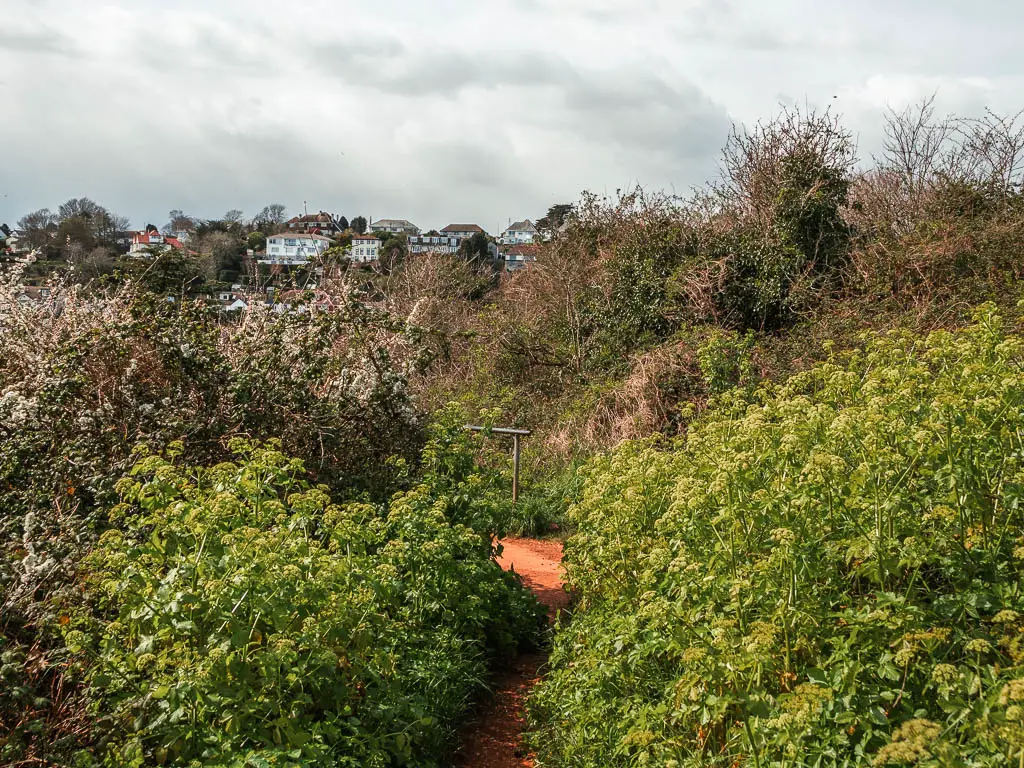 A dirt trail just visible leading through the hogweed bushes. 