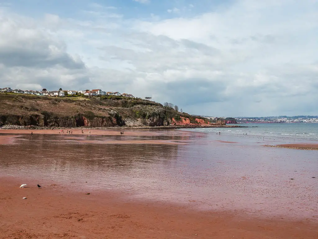 The red sand beach with a cliff ahead and sea to the right on the coastal walk from Paignton to Brixham. There are lots of houses on top of the cliff.