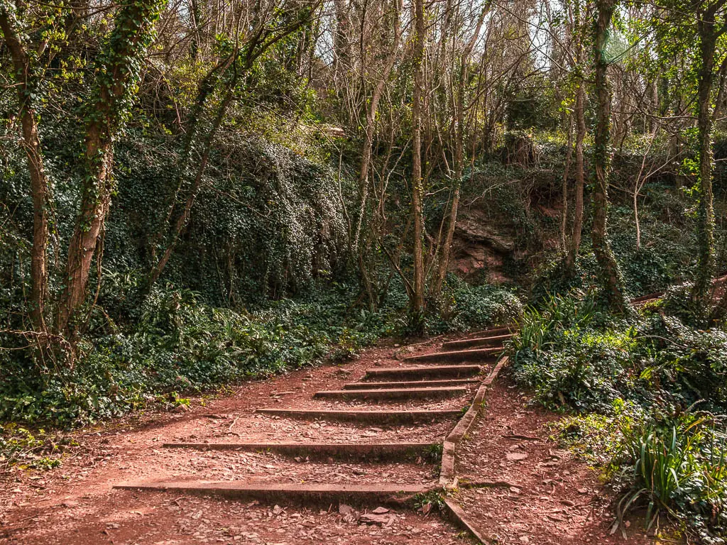 Wooden dirt steps leading uphill through the trees.