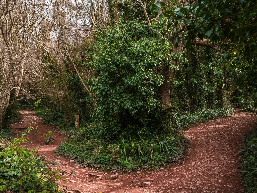 a wide dirt trail as it splits in two and is separated by greenery.