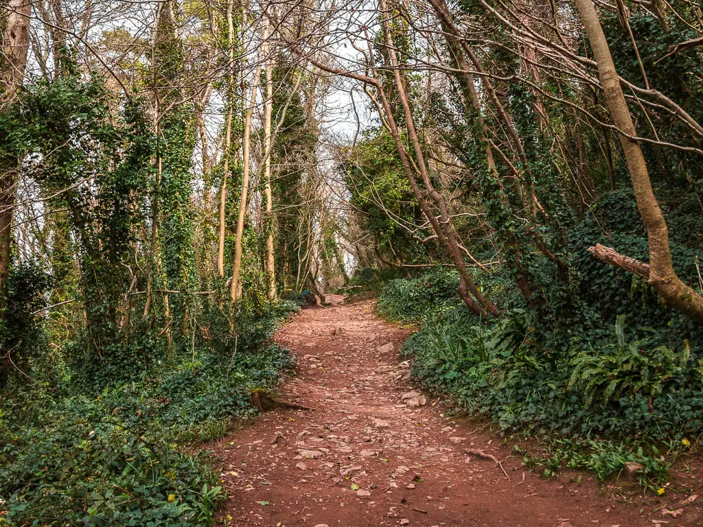 A dirt trail leading through the woodland trees.