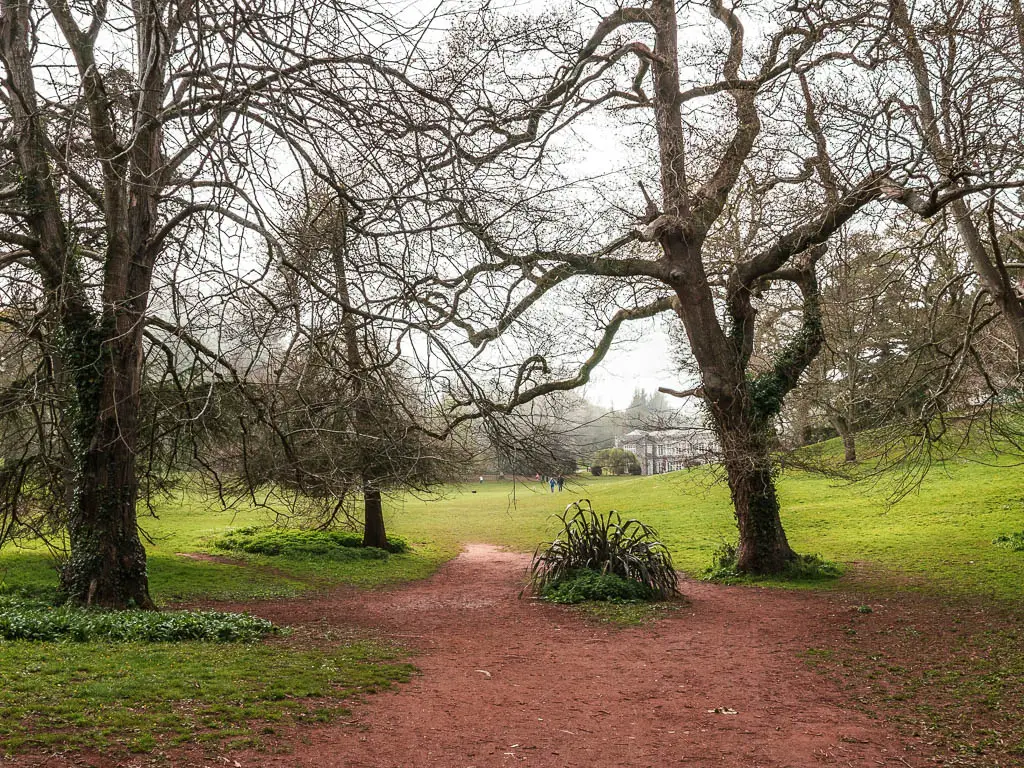 A wide dirt trail with a few big leafless trees next to it, in Cockington Park, on the walk from Torquay.