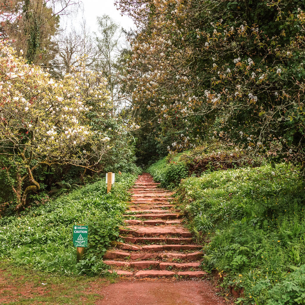 Stone steps leading uphill, lined with grass and white cherry blossom trees.