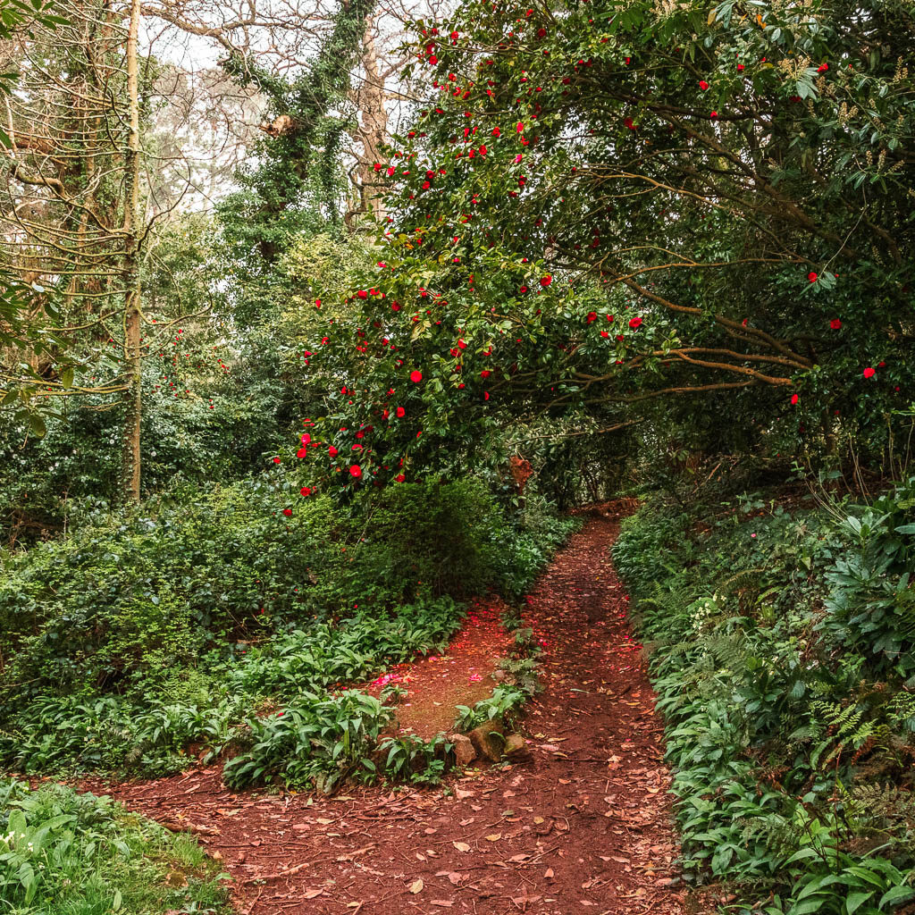 A fork in a dirt trail leading through the bushes with red berries. 