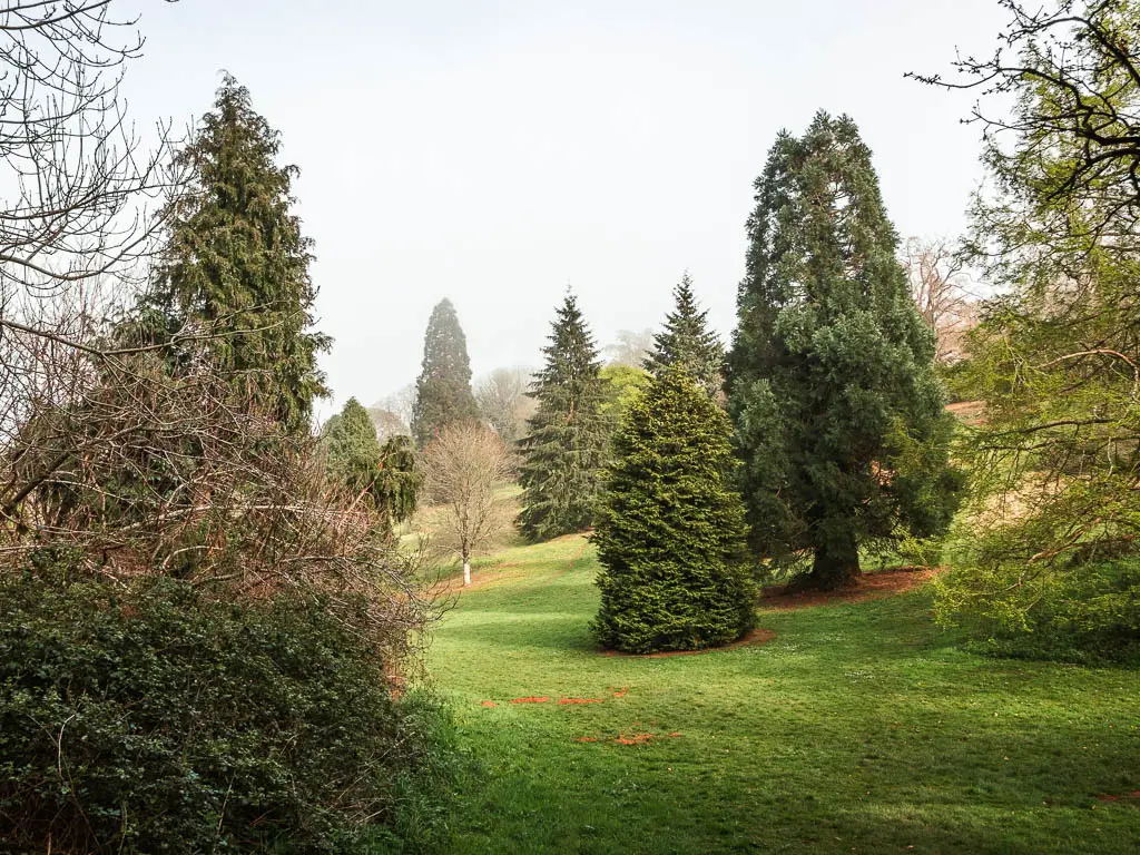 Looking across the neatly cute undulating grass with forest trees doted about on the walk through Cockington Park from Torquay.