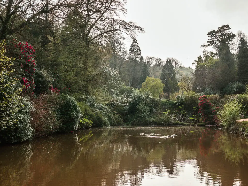 Looking across a lake surrounded by green bushes and trees on the walk from Torquay to Cockington.