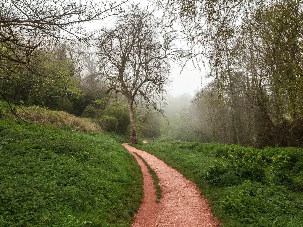 A trail curving through the trees with a few leafless trees about on a misty day.