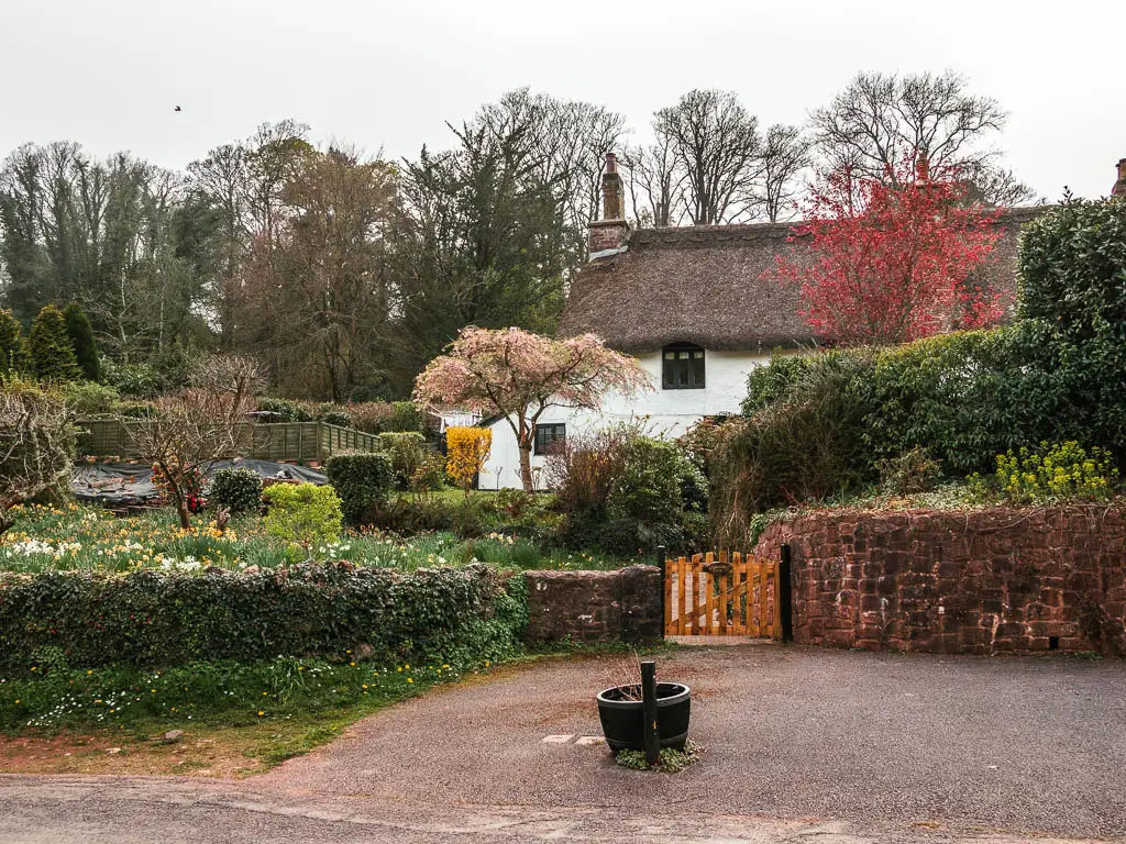 A white walled thatched roofed cottage surrounded by hedges and colourful leaved flowers and bushes in Cockington Village.