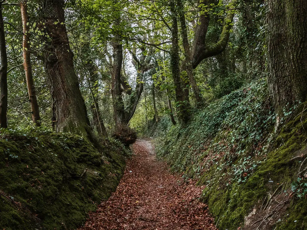 A brown leaf covered trail, with moss covered mud banks on either side. 