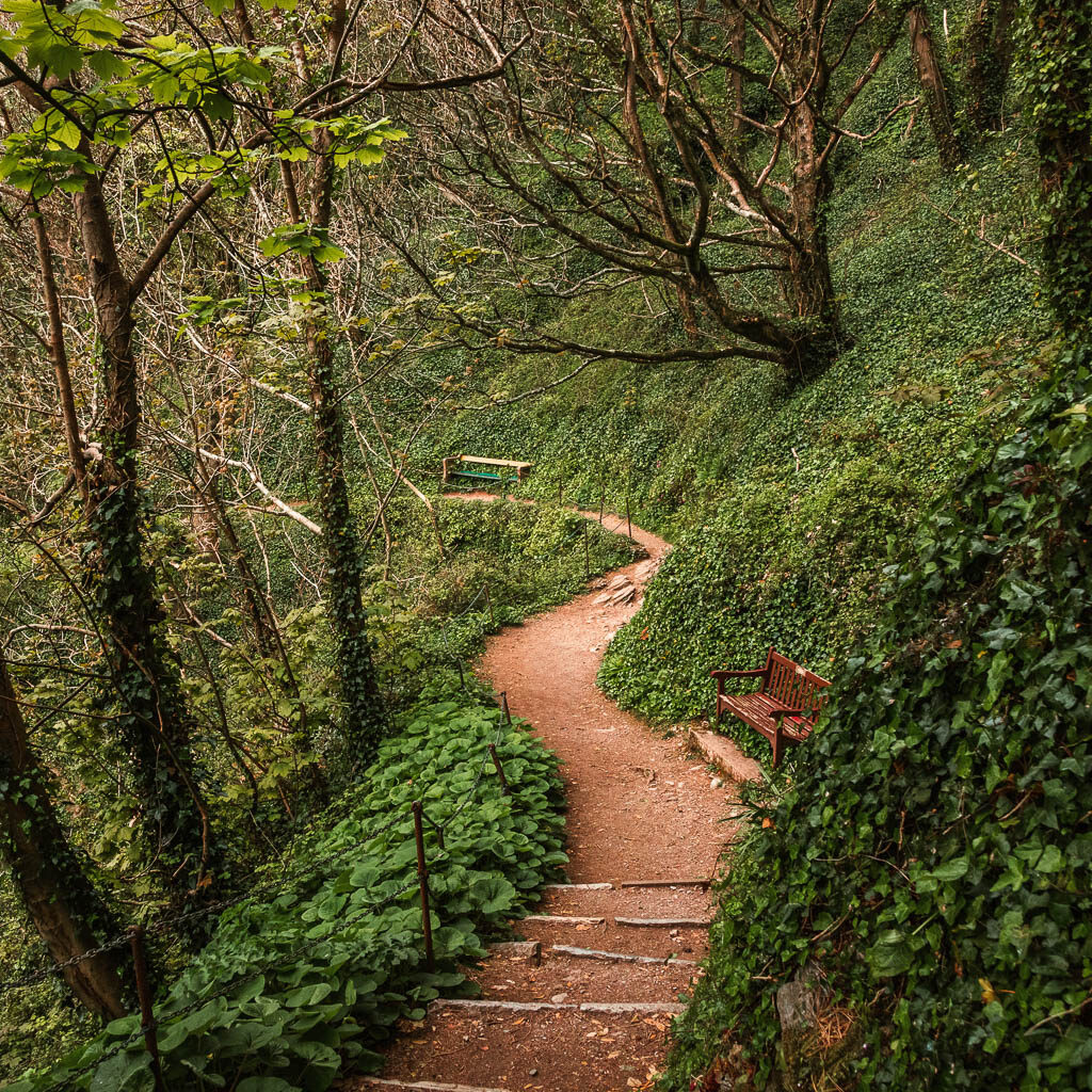 A winding dirt trail through the woodland. 