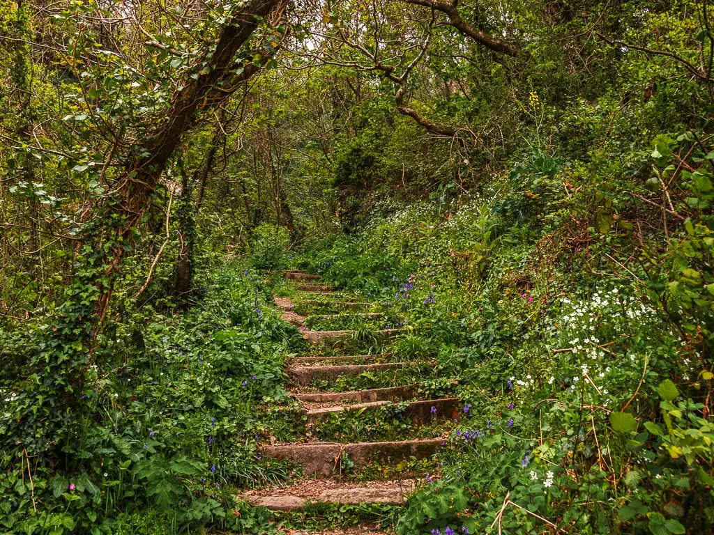 Stone steps leading up through the fairytale like woodland with some pink, white and blue flowers. 