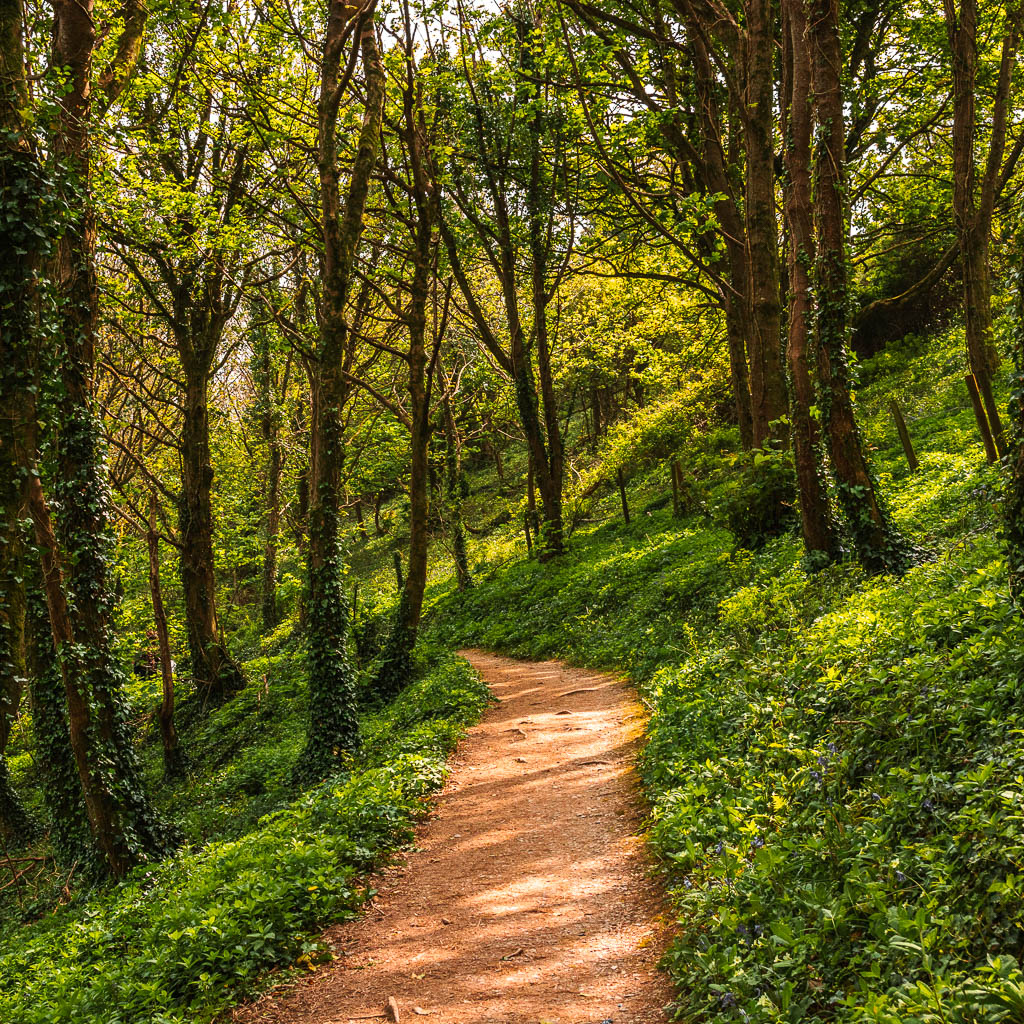 A dirt trail through the woodland.