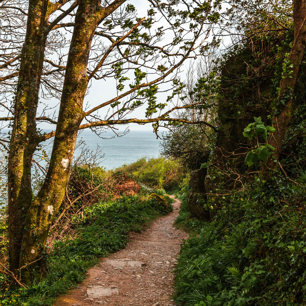 A dirt trail leading through the woods with the blue sea visible ahead. 