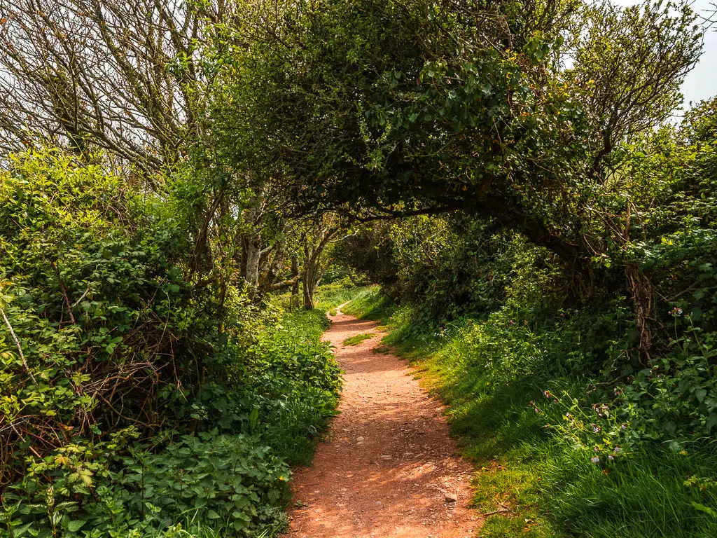 A dirt trail surrounded by bushes and overhanging trees. 