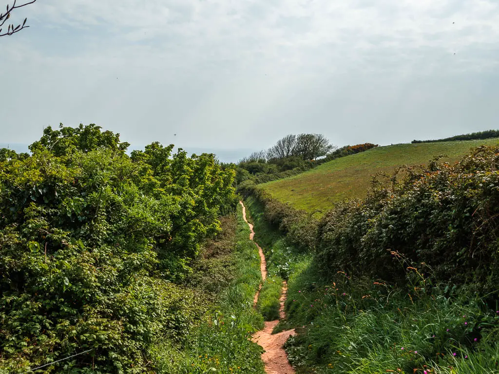 A long narrow trail lined with overgrown grass and bushes. 