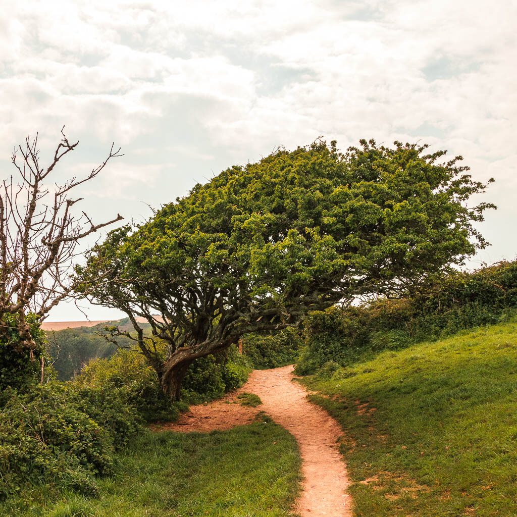 A dirt trail running under an overhanging windblown tree. 