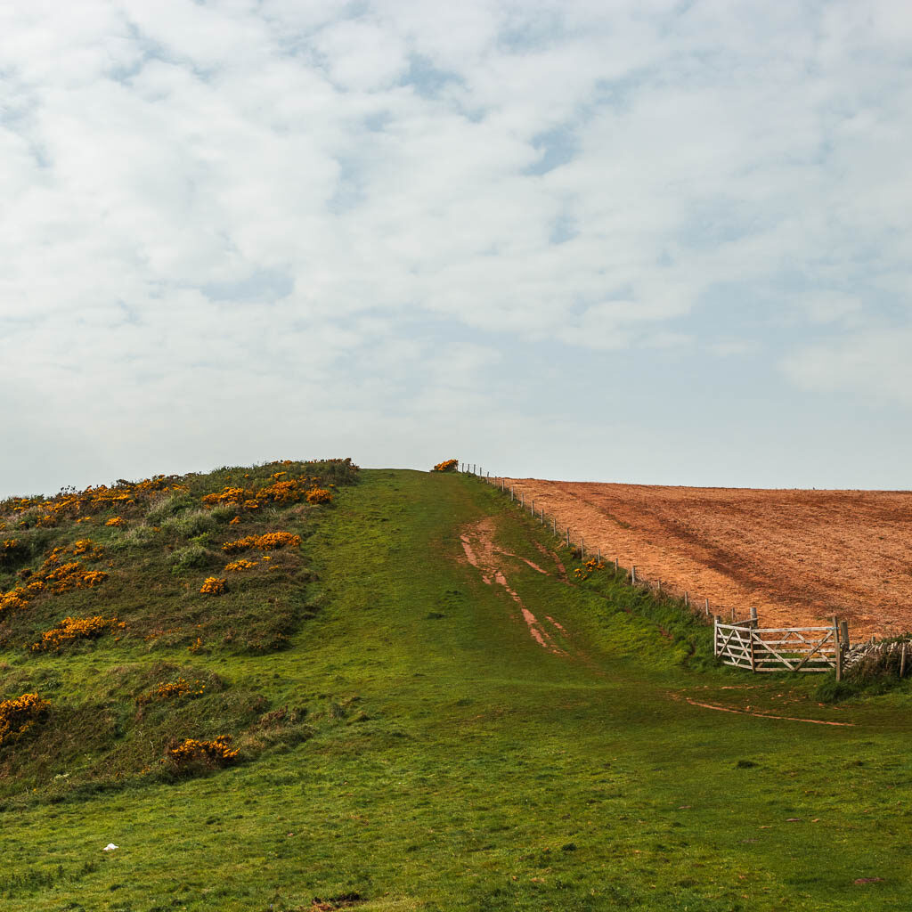 A wide grass path leading uphill with a crop field to the right and gorse bushes to the left. 