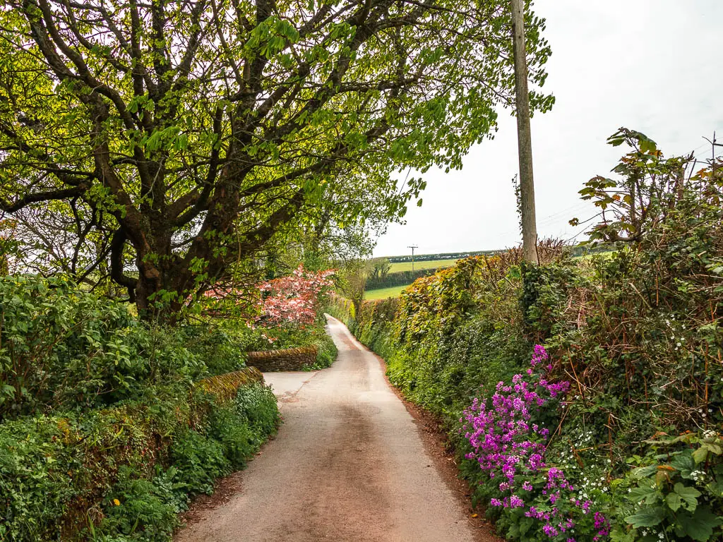 A small country lane, with bushes and a tree to the left and a hedge and purple flowers to the right.